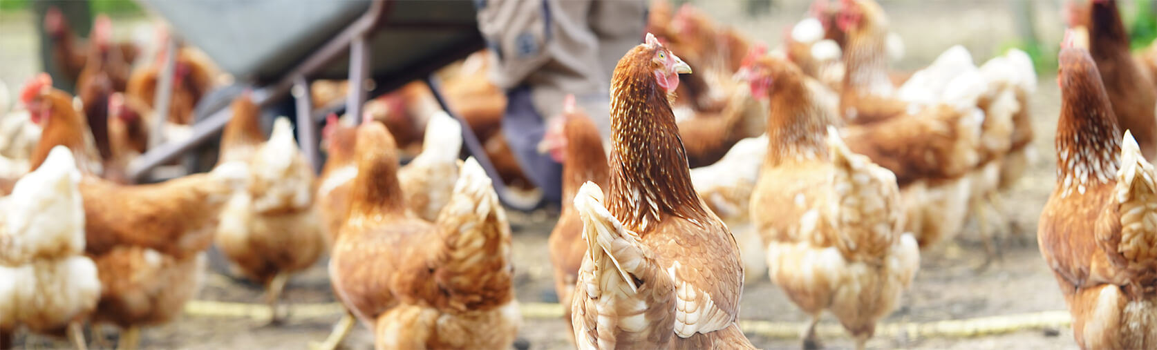 Ernährungsrat Kreis Viersen Ernährungsrat Kreis Viersen